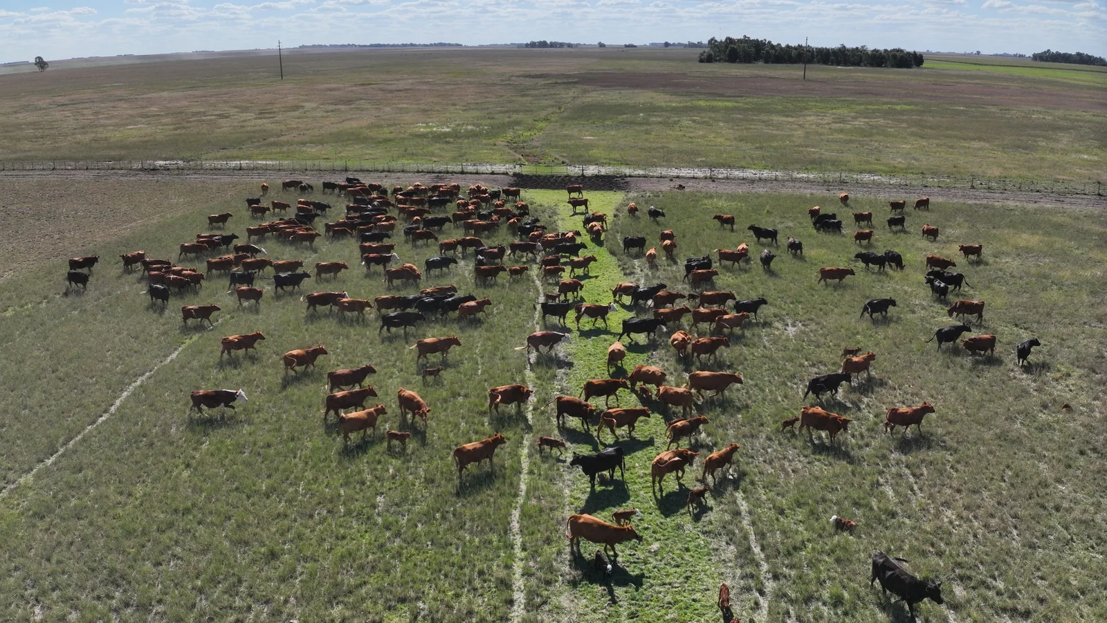 Vista aérea de un lote con variaciones de cobertura que reflejan diferencias de estado hídrico