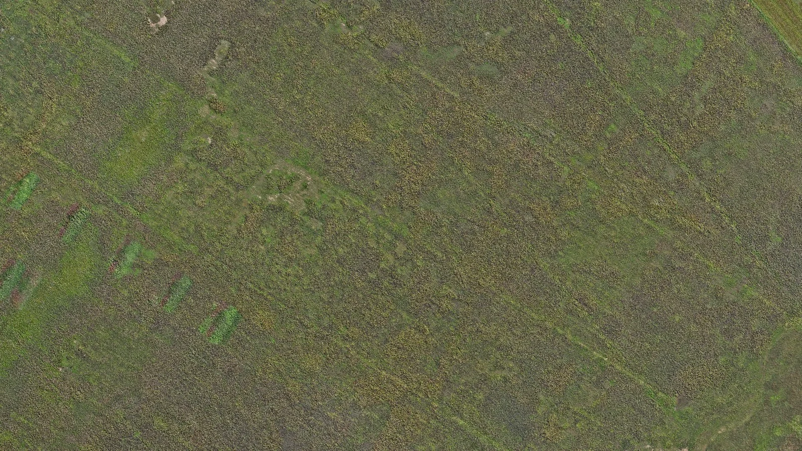 Vista aérea de un lote del sudoeste bonaerense con hileras de siembra apenas visibles sobre la cobertura verde del cultivo
