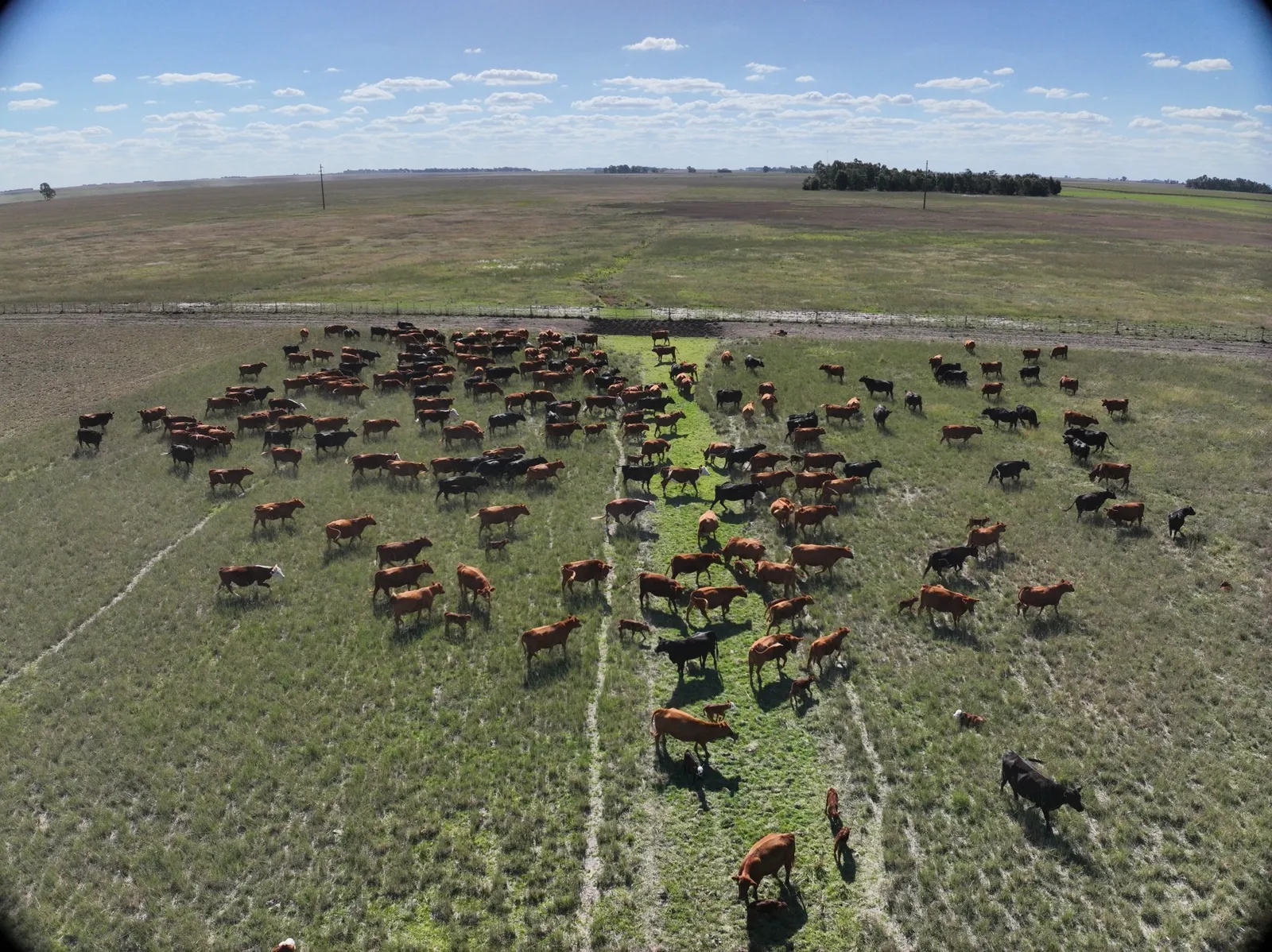 Vista aérea de un rodeo disperso en pastizal natural, con animales distribuidos para conteo automático